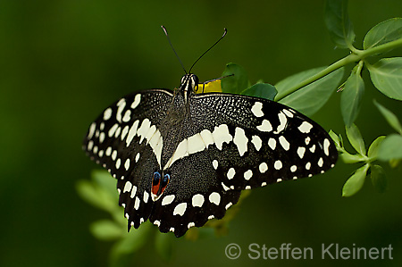 096 Afrikanischer Schwalbenschwanz - Papilio demedocus